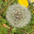 Kindergarten Pusteblume-Logo