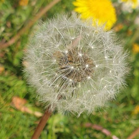 Bild enthält, Flower, Plant, Dandelion