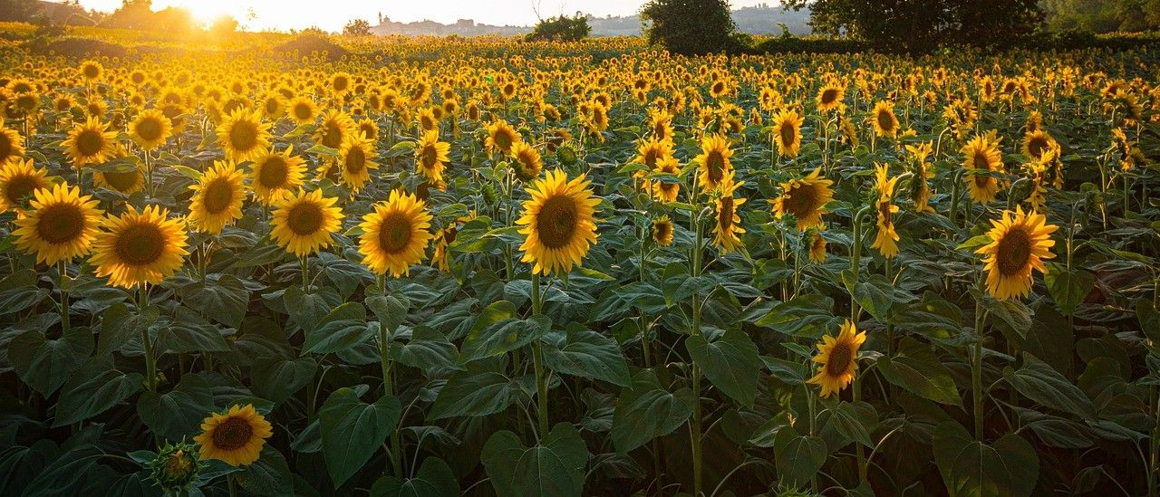 Bild enthält, Flower, Sunflower, Nature, Outdoors, Scenery, Field, Landscape, Summer, Sky, Vegetation