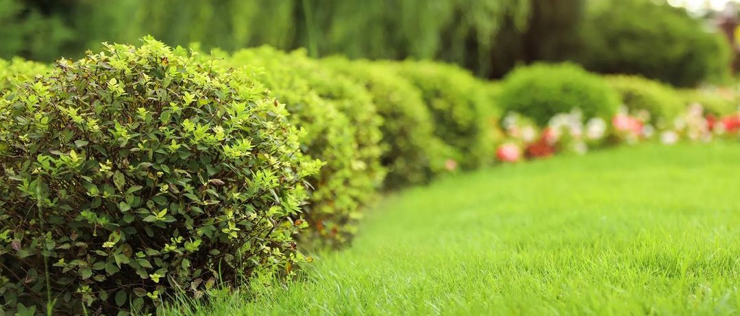 Bild enthält, Grass, Plant, Vegetation, Lawn, Fence, Hedge, Garden, Nature, Outdoors