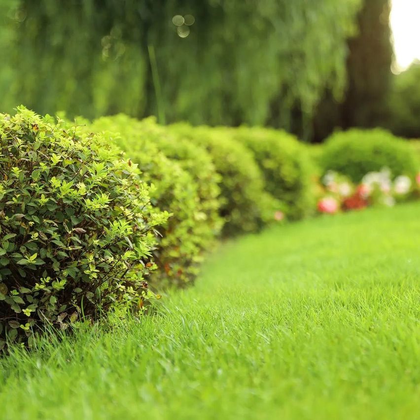 Bild enthält, Grass, Plant, Vegetation, Lawn, Fence, Hedge, Garden, Nature, Outdoors
