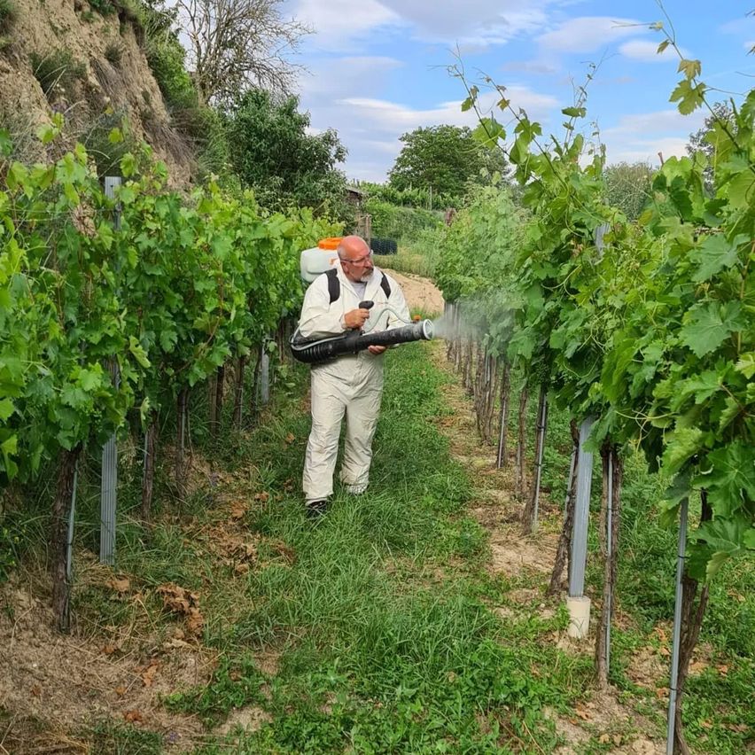 Bild enthält, Nature, Outdoors, Countryside, Rural, Farm, Vineyard, Alcohol, Beverage, Wine Tour, Person