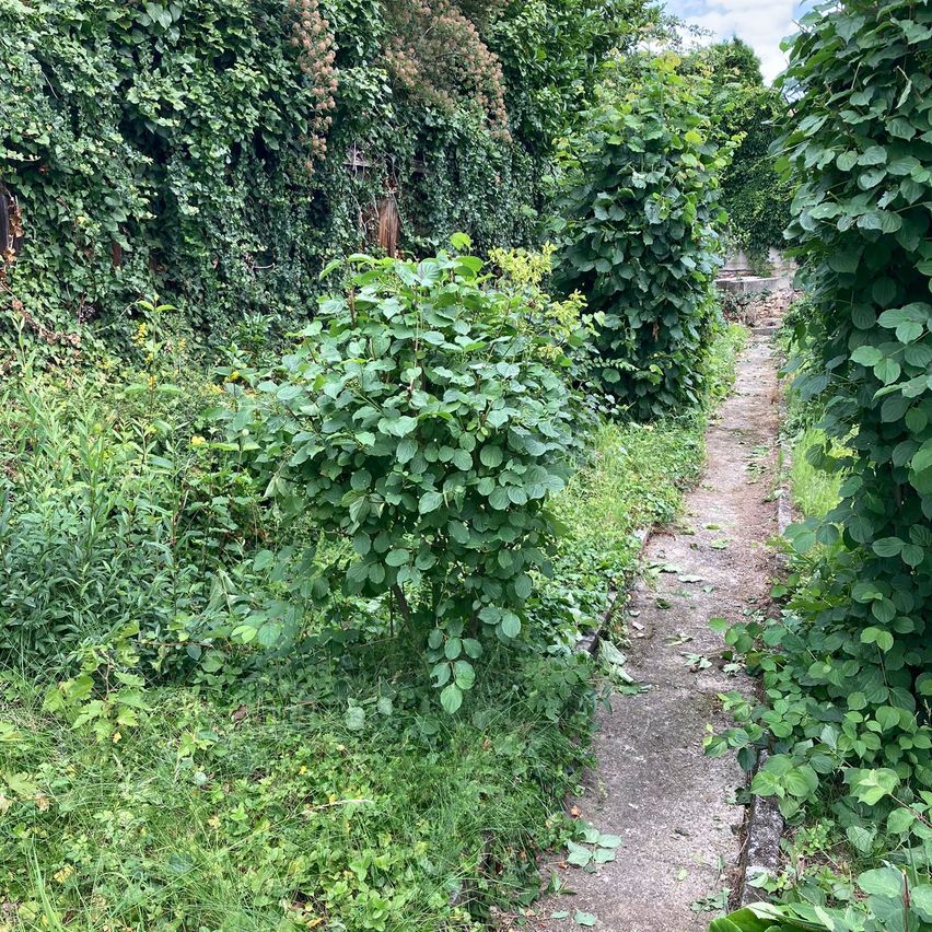 Bild enthält, Vegetation, Path, Herbal, Garden, Nature, Outdoors, Jungle, Trail, Walkway, Bush