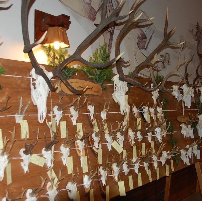 An einer Holzwand sind zahlreiche Hirschköpfe und Geweihe ausgestellt, beleuchtet von einer Wandlampe. Jeder Schädel und jedes Geweih ist beschriftet, mit Grünpflanzen drumherum.