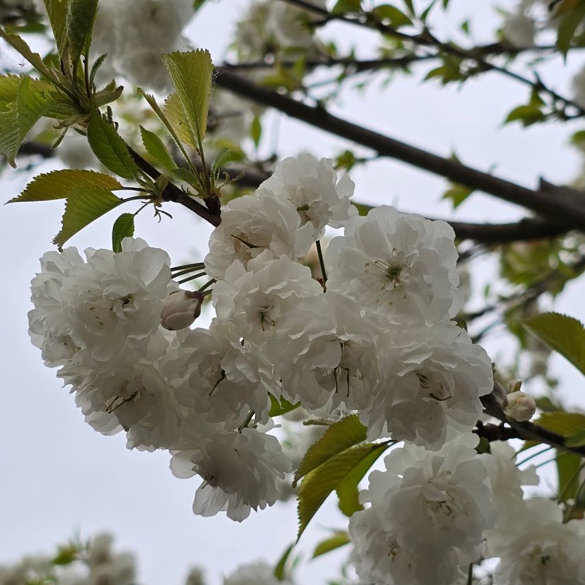 Close-up of a cherry blossom tree with white flowers in full bloom, surrounded by green leaves against a cloudy sky.