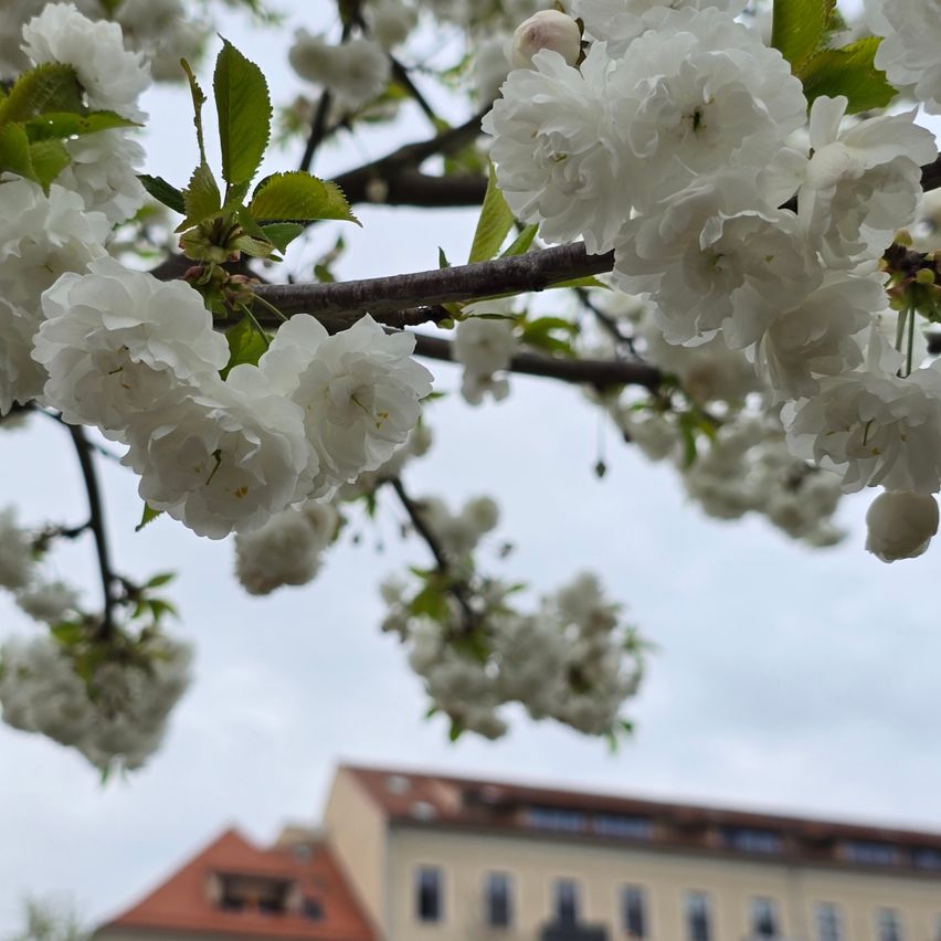 A close-up of white cherry blossoms in full bloom, with green leaves and a blurred building in the background.