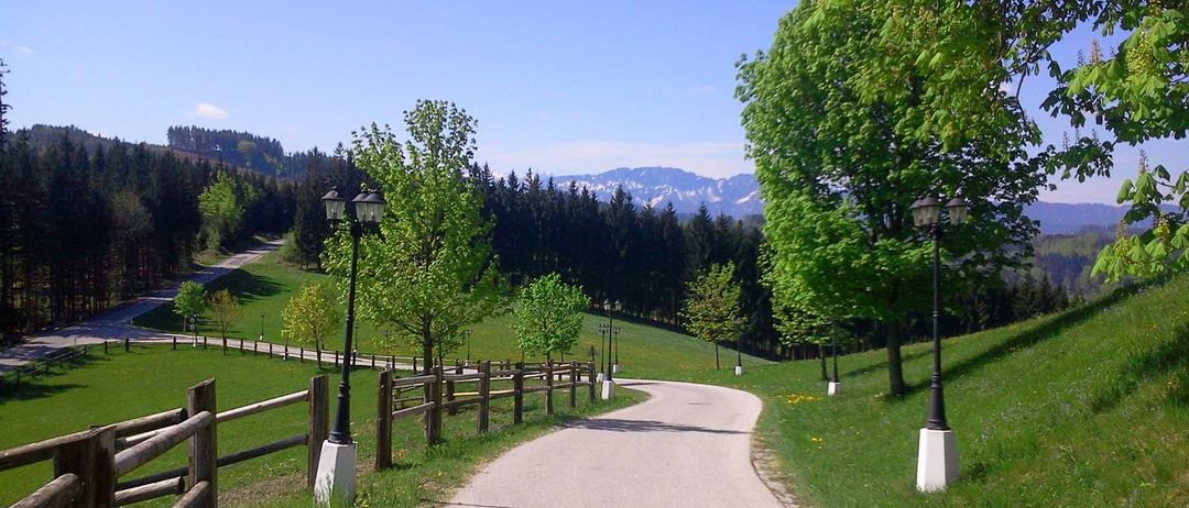 Grass, Nature, Outdoors, Park, Path, Scenery, Trail, Tree, Vegetation, Fir