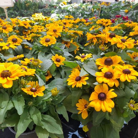 Ein Garten voller zahlreicher gelber Blüten, bekannt als Black-eyed Susans, umgeben von üppigen grünen Blättern. Die Blumen stehen in voller Blüte und präsentieren ihre leuchtenden Farben.