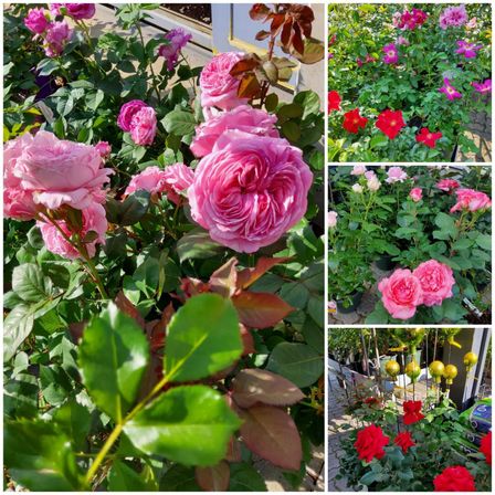 Bild enthält, Flower, Rose, Geranium, Petal, Garden, Outdoors, Potted Plant, Dahlia, Herbal, Vegetation