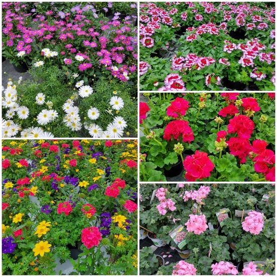 Bild enthält, Flower, Geranium, Daisy, Petal, Garden, Nature, Outdoors, Vegetation, Dahlia, Potted Plant