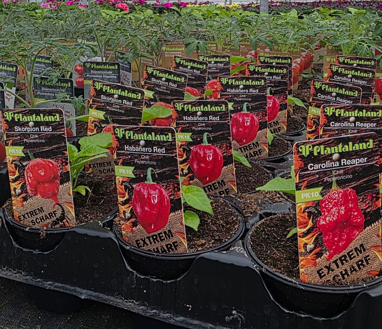 Eine Auswahl an roten und grünen Pfefferpflanzen in schwarzen Töpfen mit Etiketten, angeordnet in einer Gärtnerei. Jede Pflanze hat verschiedene Schilder mit Namen wie Skorpion Rot, Habanero Rot und Carolina Reaper.