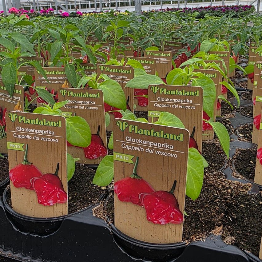 Ein Gewächshaus gefüllt mit Topfpflanzen, die mit 'Glockenpaprika Cappello del Vescovoo' und 'Glockenpaprika' beschriftet sind und rote Paprika enthalten.