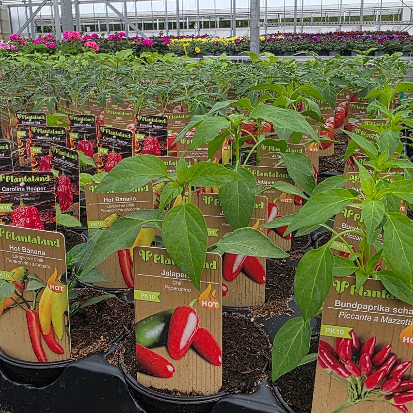 Reihen von Topfpflanzen in einem Gewächshaus mit Etiketten wie 'Hot Banana' und 'Jalapeno'. Die Pflanzen haben grüne Blätter und einige haben rote Früchte. Das Gewächshaus ist gut beleuchtet.
