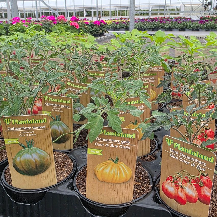Mehrere Topfpflanzen in einem Gewächshaus, beschriftet mit Namen wie 'Plantaland' und 'Ochsenherz.' Verschiedene Sorten umfassen dunkle und gelbe Tomaten.