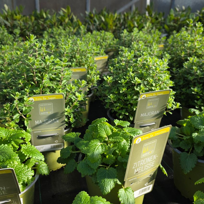 Verschiedene Topfpflanzen sind in einem Gewächshaus ausgestellt. Jede Pflanze hat einen grünen Schild mit Text. Der Schild der vorderen Pflanze steht 'Zitronen-Melisse'. Andere Schilder lesen 'Majoran'.