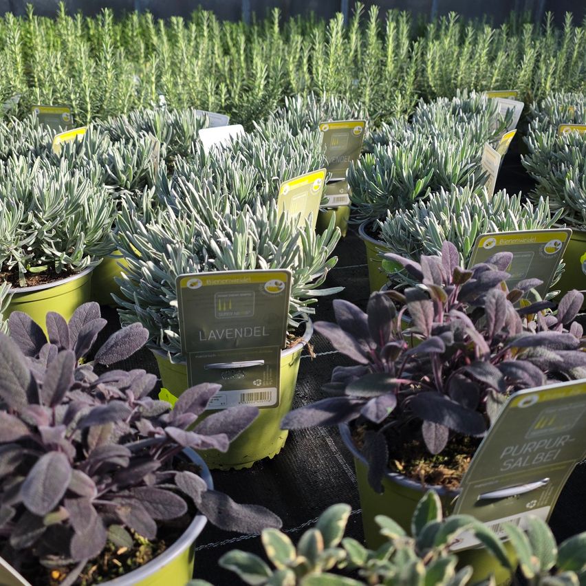 Mehrere Töpfe mit Lavendel und Purpursalbei-Pflanzen sind in einem Garten mit grünem Hintergrund angeordnet.