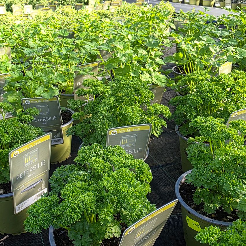 Viele Topfpflanzen mit grünen Blättern sind ordentlich auf einer schwarzen Oberfläche angeordnet. Jede Pflanze hat ein Etikett mit ihrem Namen und sie sind in Reihen platziert, mit einigen im Hintergrund.
