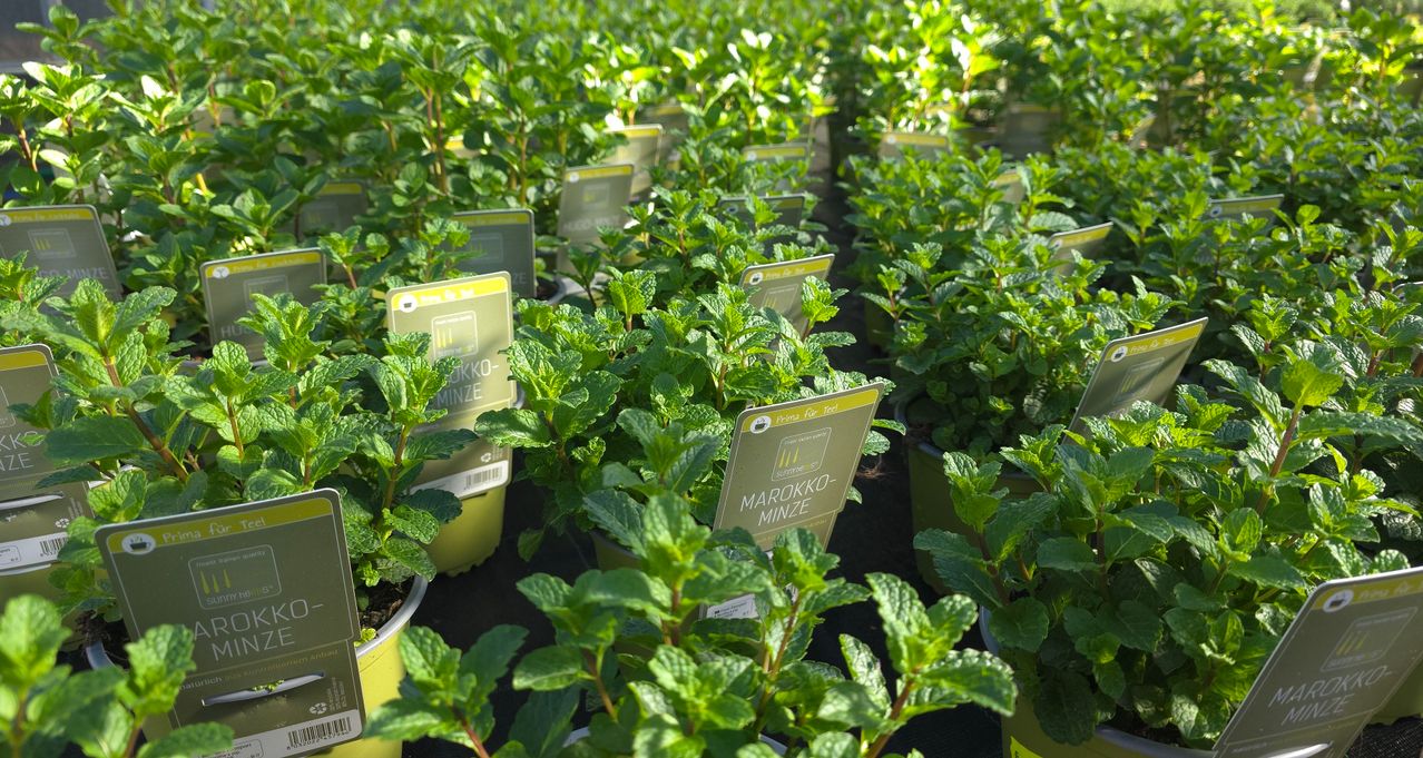 Reihen von Topfminzpflanzen, jede mit grünen Etiketten versehen. Die Pflanzen haben üppige, grüne Blätter und befinden sich in einer Gärtnerei.