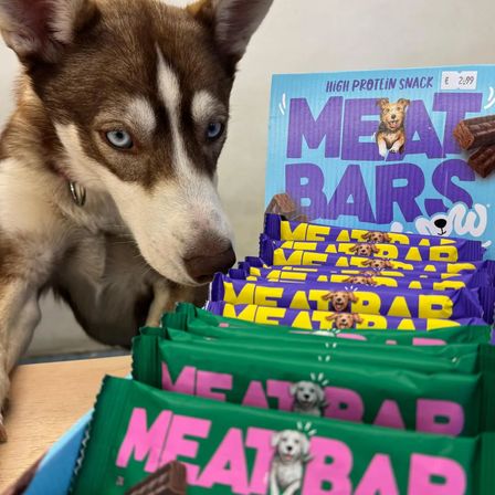 Ein sibirischer Husky-Welpe untersucht eine Ausstellung von hochproteinreichen Fleischriegel. Die Snackverpackung zeigt verspielte Hundeillustrationen und den Text Fleischriegel.