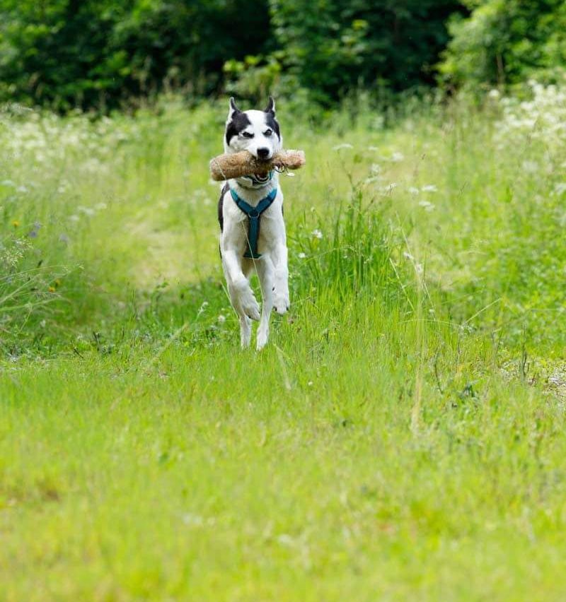 Bild enthält, Grass, Animal, Canine, Dog, Mammal, Pet, Vegetation, Grassland, Nature, Outdoors