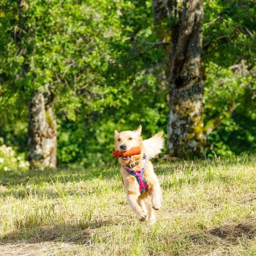 Bild enthält, Vegetation, Grass, Land, Tree, Woodland, Grove, Canine, Dog, Puppy, Summer