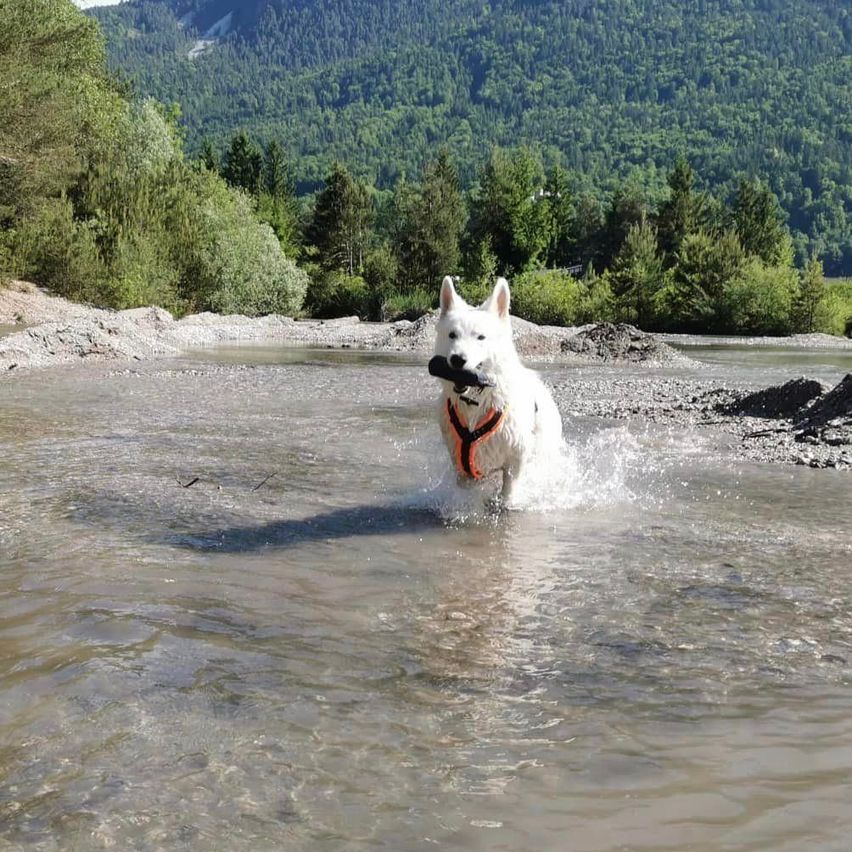 Bild enthält, Vegetation, Canine, Dog, White Dog, Tree, Nature, Outdoors, Woodland, Rock, Husky