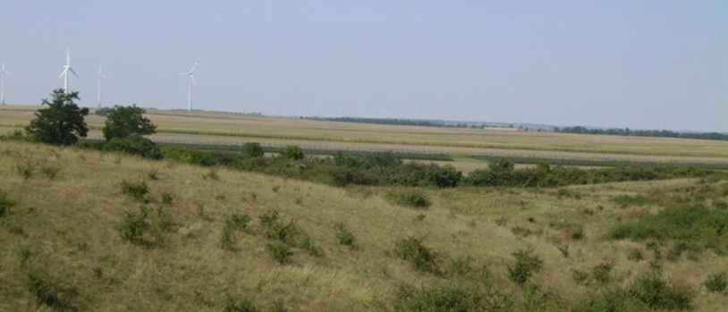 Ein weites Feld mit hohem Gras und Büschen, mit Windturbinen in der Ferne unter einem klaren blauen Himmel.