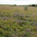 Ein riesiges Feld mit einer Mischung aus lila und gelben Blumen, umgeben von hohem Gras und Büschen.