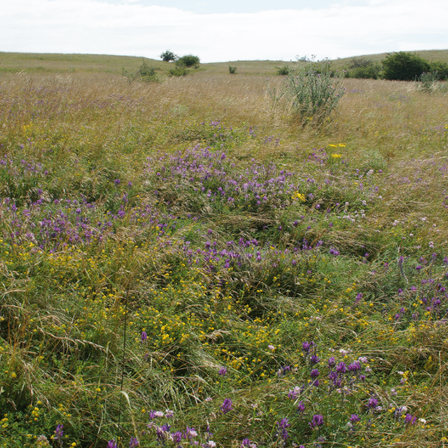 Ein riesiges Feld mit einer Mischung aus lila und gelben Blumen, umgeben von hohem Gras und Büschen.