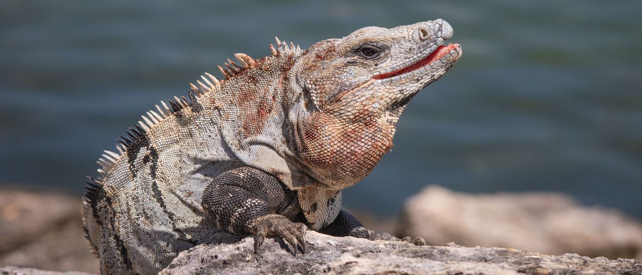 Bild enthält, Animal, Iguana, Lizard, Reptile