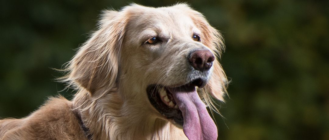 Ein Golden Retriever mit heraushängender rosa Zunge, die mit offenen Augen nach oben schaut und aufgerissene Ohren hat.