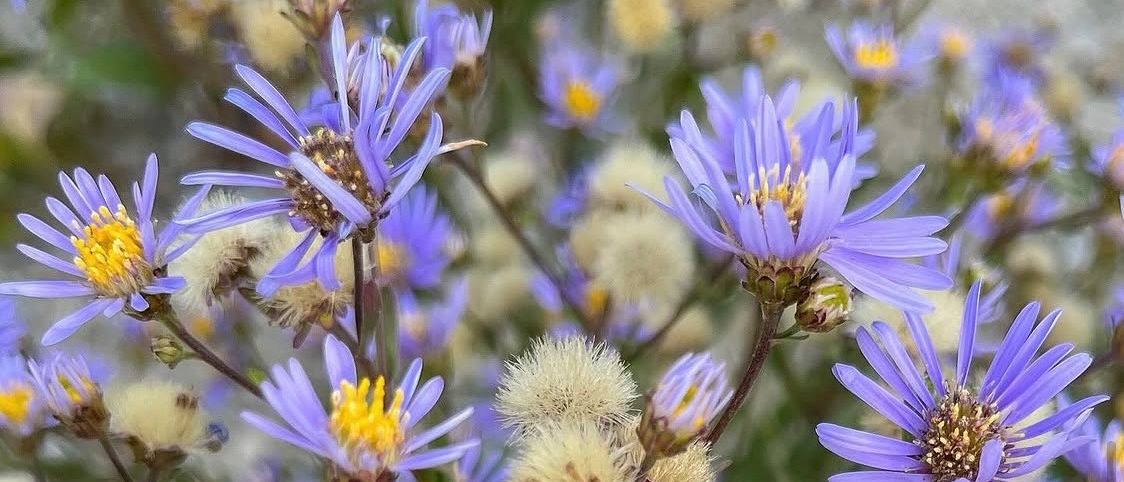 Eine Nahaufnahme von lila Blumen mit gelben Zentren und grünen Blättern, die auf einer felsigen Oberfläche wachsen.