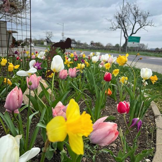 Ein lebendiger Garten voller bunter Tulpen in verschiedenen Farbtönen, darunter weiß, gelb, rosa und lila, umgeben von grünen Blättern und Steinen.