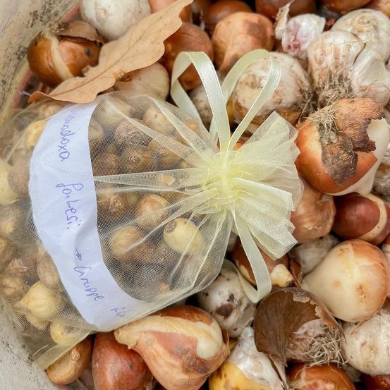 Ein Plastikbeutel mit einem Etikett, das 'Traubhyazinthe' liest, sitzt auf einem Haufen verschiedener Zwiebeln und Zwiebeln. Der Beutel ist mit einem gelben Band gebunden.