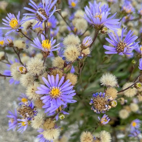 Ein Nahaufnahme einer Gruppe von lila Blumen mit gelben Zentren, umgeben von grünen Blättern und einigen getrockneten Blumen.