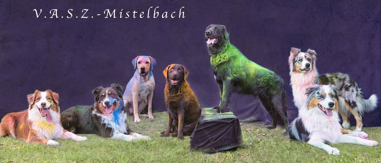 Vier Hunde sind mit Farbe bespritzt und posieren für ein Foto. Der Hund auf der linken Seite hat blaue Farbe im Gesicht. Der Hund in der Mitte ist braun. Der Hund rechts ist grün. Der stehende Hund ist schwarz.