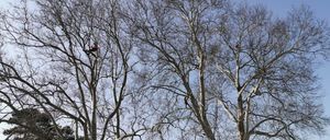 Drei Personen sind hoch oben in den Bäumen und tragen rote Westen, wahrscheinlich führen sie Baumpflegearbeiten durch. Die Bäume sind blattlos, und unten befindet sich ein Gebäude mit grün gerahmten Fenstern.