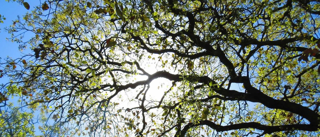 Eine Nahaufnahme eines Baumes mit Ästen und Blättern. Das Sonnenlicht scheint durch die Blätter und Äste und erzeugt ein schönes Muster.