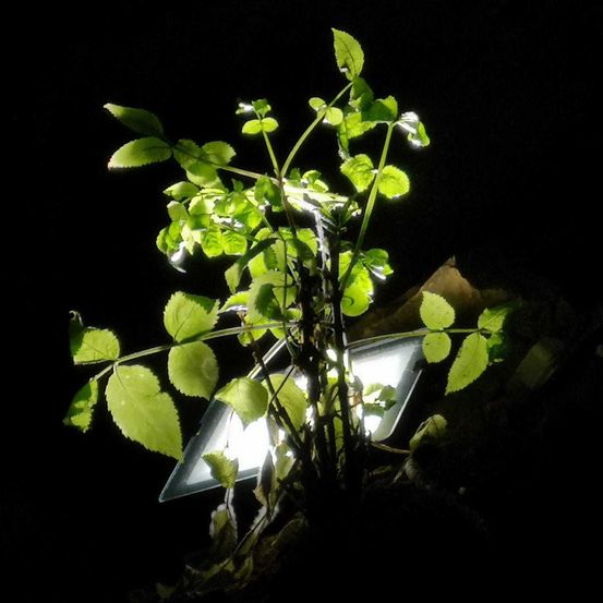 Bild enthält, Leaf, Plant, Green, Potted Plant, Nature, Night, Outdoors, Planter, Herbal, Herbs