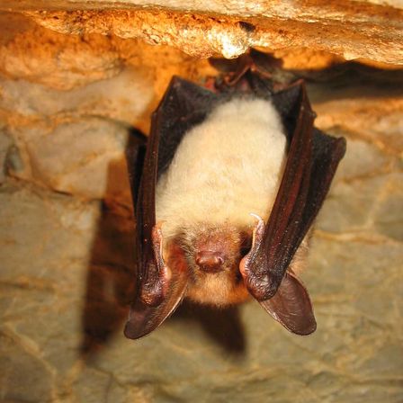 Bild enthält, Animal, Mammal, Wildlife, Bat, Bird
