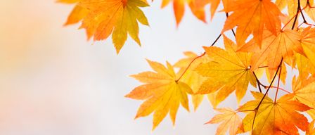 Eine Nahaufnahme von leuchtenden Herbstblättern, hauptsächlich orange und gelb, mit einem sanften, unscharfen Hintergrund.