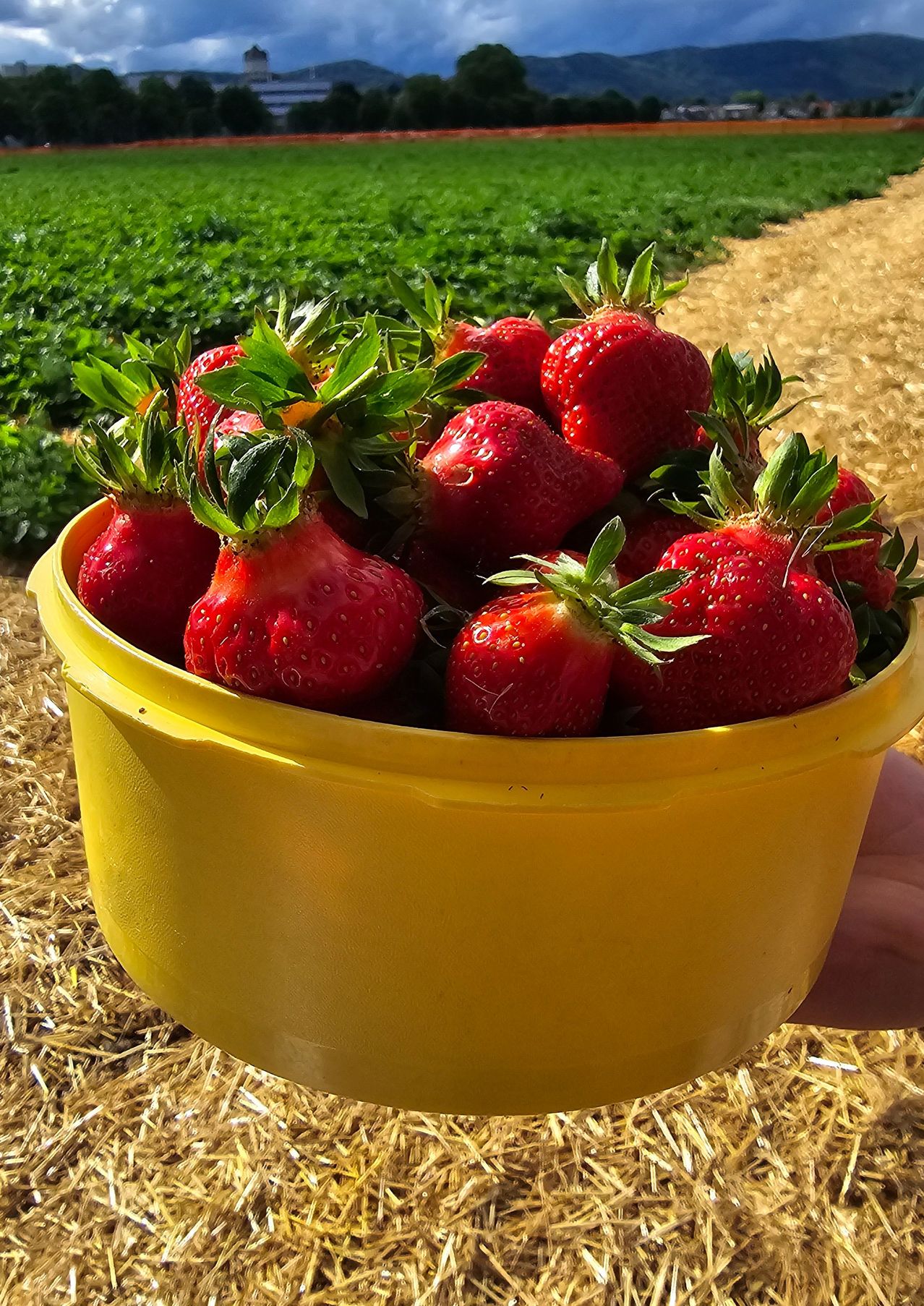 Bild enthält, Berry, Food, Fruit, Produce, Strawberry, Outdoors, Nature, Countryside, Straw