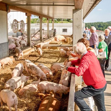 Bild enthält, Animal, Mammal, Pig, Person, Footwear, Shoe, Adult, Male, Man, Jeans