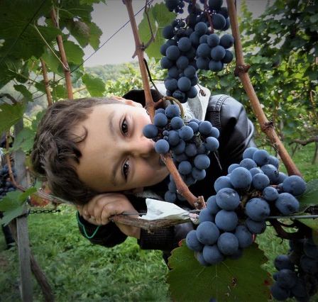 Bild enthält, Outdoors, Nature, Person, Portrait, Countryside, Vine, Fruit, Grapes, Rural, Farm
