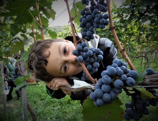 Bild enthält, Outdoors, Nature, Person, Portrait, Countryside, Vine, Fruit, Grapes, Rural, Farm