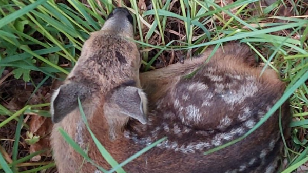 v1_migrated_image_73449851