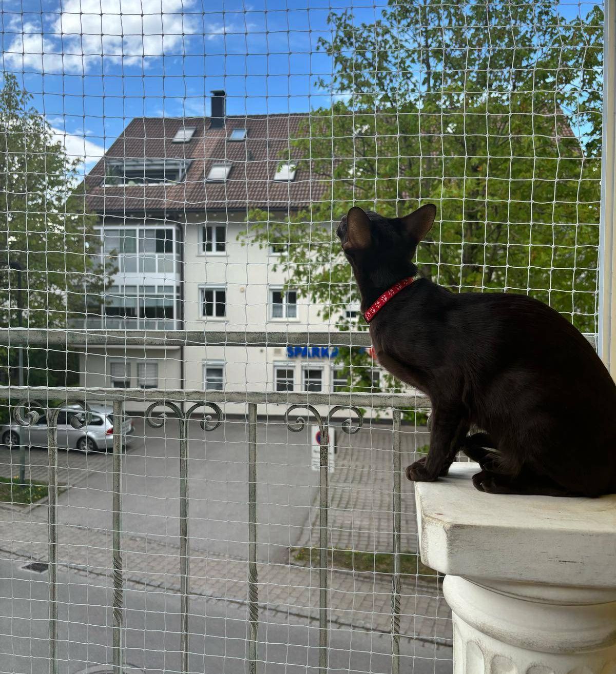 Eine schwarze Katze mit rotem Halsband sitzt auf einem Balkon und schaut nach draußen. Der Balkon hat ein Metallgeländer und ein Netz. Hinter dem Netz befindet sich ein Gebäude mit einem Schild, das 'SPARK' steht, und einem Parkplatz mit einem geparkten Auto.