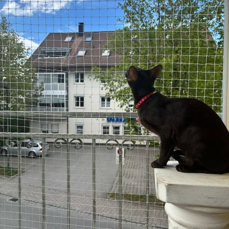 Eine schwarze Katze mit rotem Halsband sitzt auf einem Balkon und schaut nach draußen. Der Balkon hat ein Metallgeländer und ein Netz. Hinter dem Netz befindet sich ein Gebäude mit einem Schild, das 'SPARK' steht, und einem Parkplatz mit einem geparkten Auto.