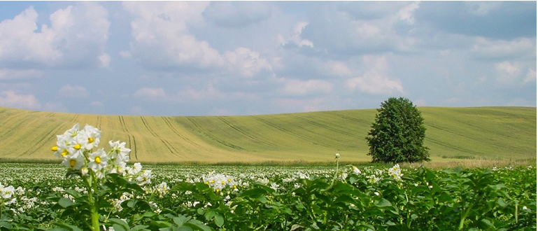 Bild enthält, Landscape, Nature, Outdoors, Scenery, Field, Grassland, Grass, Meadow, Summer, Green