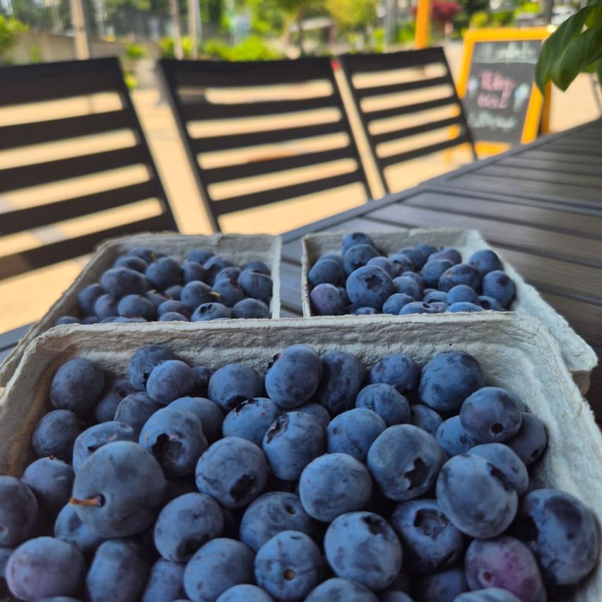 Drei Kisten frischer Blaubeeren stehen auf einem Holztisch, mit schwarzen Stühlen und einem Speiseplan im Hintergrund.